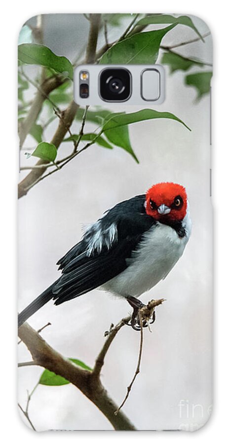 South America Galaxy Case featuring the photograph Red Capped Cardinal by Ed Taylor