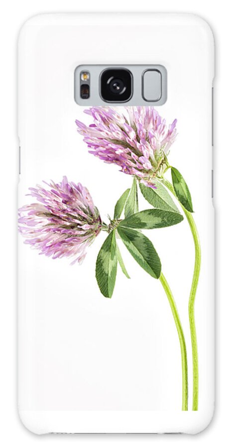 Flower Galaxy Case featuring the photograph Red Clover on a white background. by John Paul Cullen