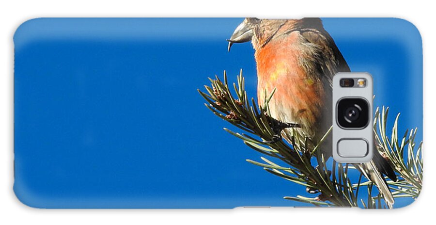 Red Crossbill Galaxy Case featuring the photograph Red Crossbill by Mindy Musick King