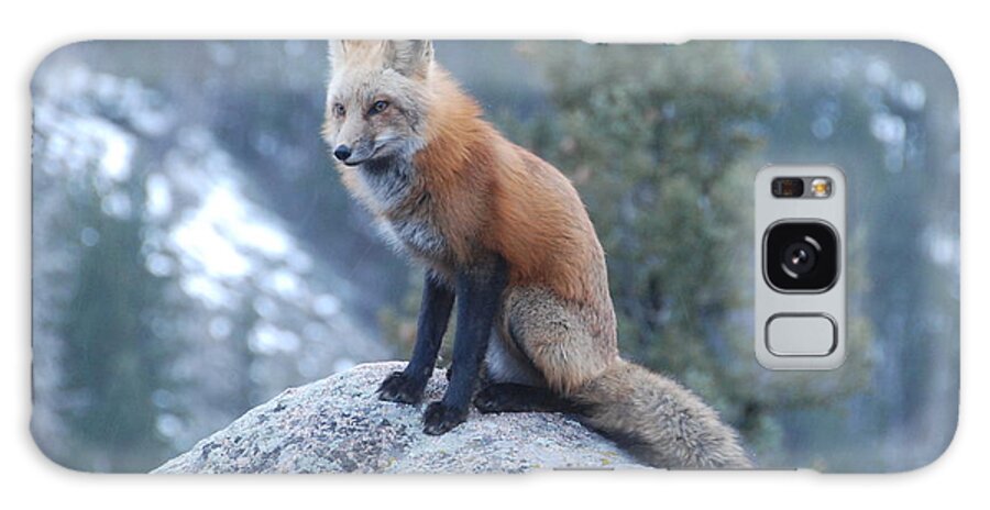 Fox Galaxy Case featuring the photograph Red Fox by Ben Foster