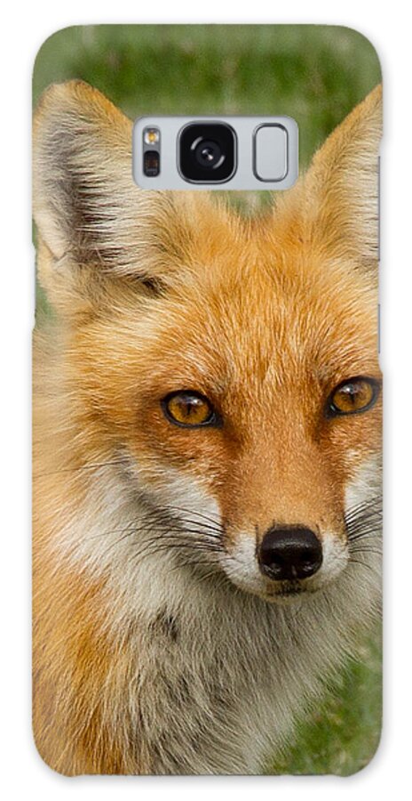 Fox Galaxy Case featuring the photograph Red Fox Portrait by Brian Caldwell