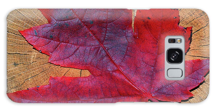 Red Galaxy Case featuring the photograph Red Leaf on Stump by David T Wilkinson