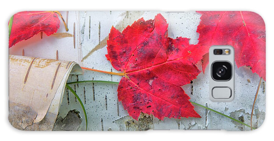 Maple Leaves Galaxy Case featuring the photograph Red Leaves by Nancy Dunivin