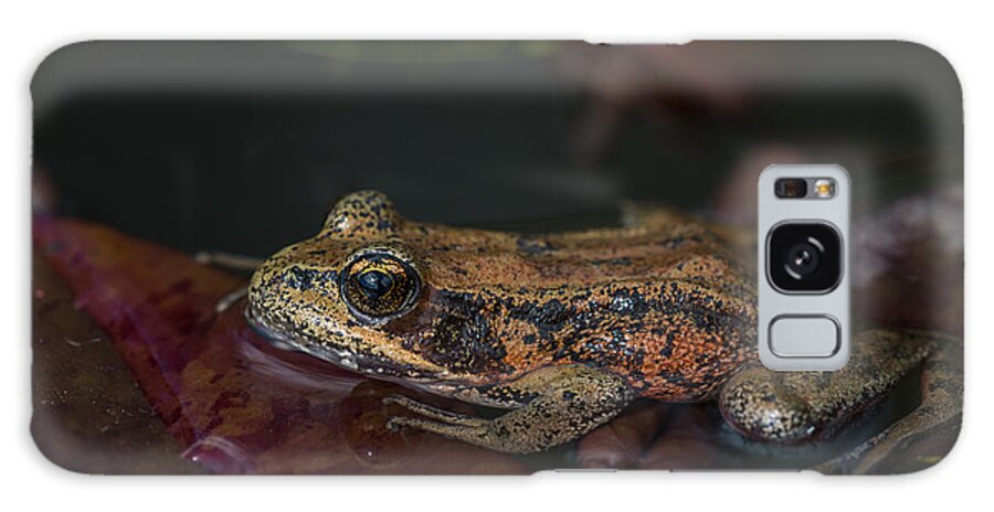Amphibian Galaxy Case featuring the photograph Red-legged Frog by Robert Potts