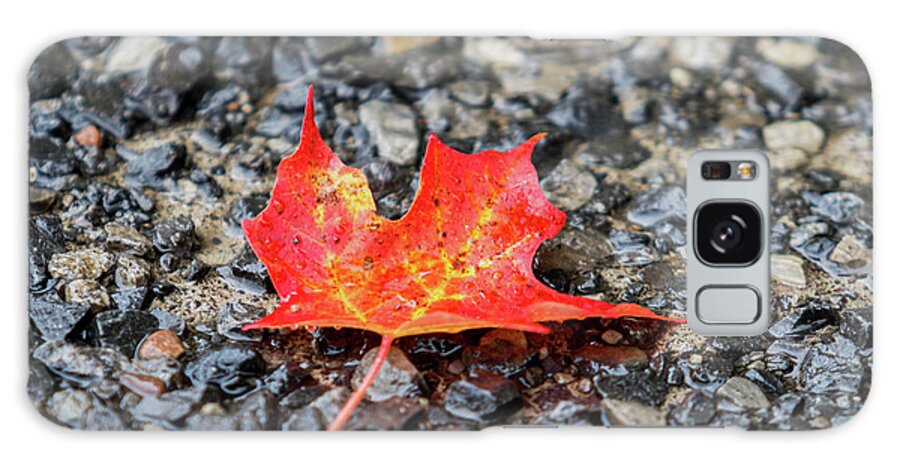 Maple Galaxy Case featuring the photograph Red Maple by Phil Spitze