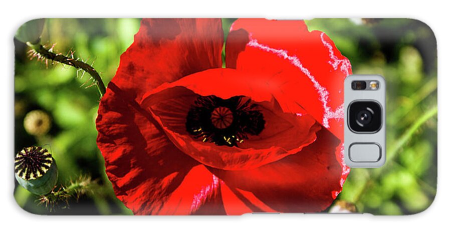 Poppie Galaxy Case featuring the photograph Red Poppie by Kevin Gladwell