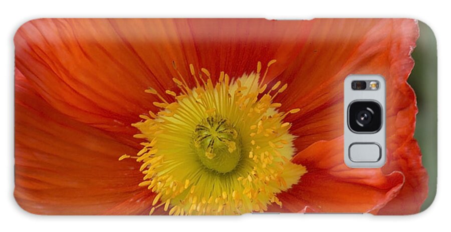 Red Galaxy Case featuring the photograph Red Poppy by Lili Feinstein