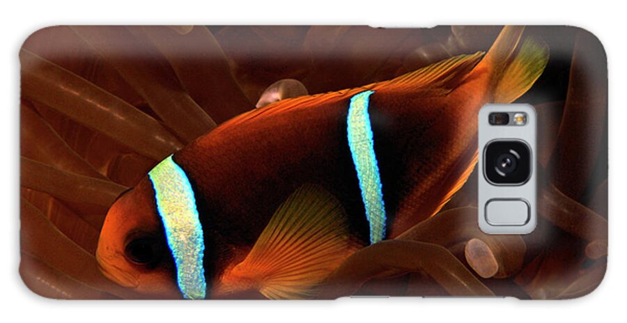 Red Sea Clownfish Galaxy Case featuring the photograph Red Sea Clownfish, Eilat, Israel 7 by Pauline Walsh Jacobson