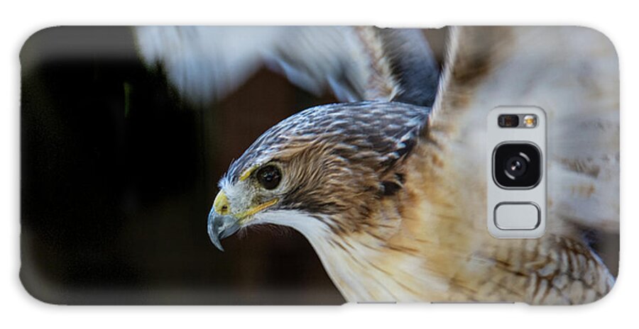 Birds Of Prey Galaxy Case featuring the photograph Red-shouldered Hawk No.2 by John Greco