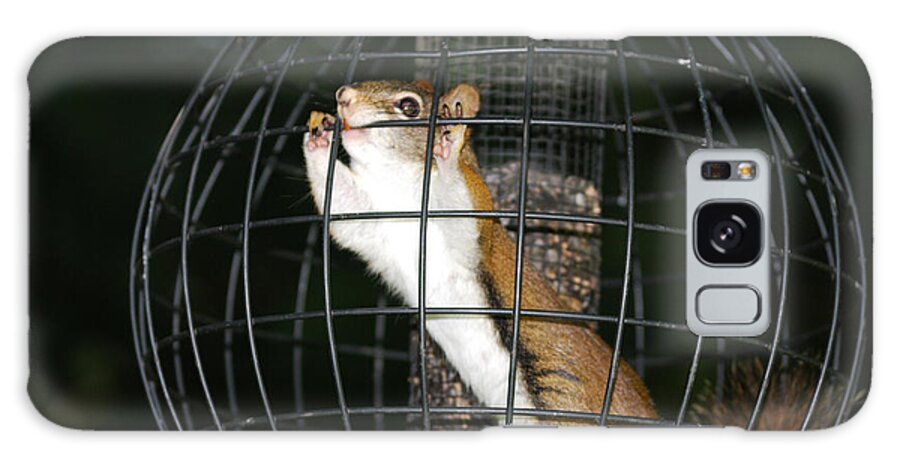 Red Squirrel Galaxy Case featuring the photograph Red Squirrel Jail by Randy Bodkins