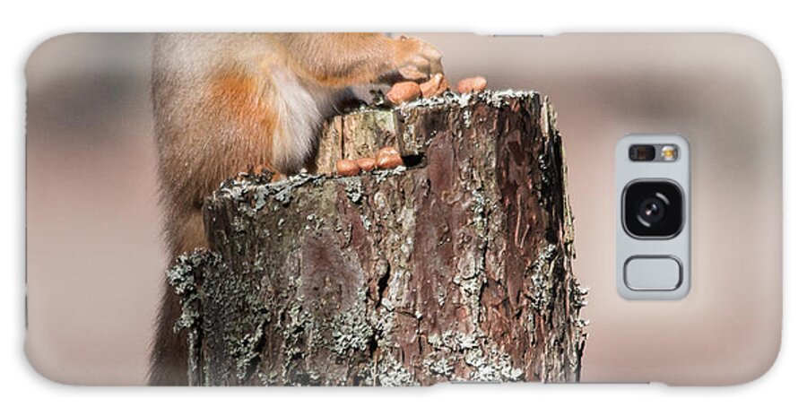 Red Squirrel Galaxy Case featuring the photograph Red Squirrel with nut in mouth by Keith Thorburn LRPS EFIAP CPAGB