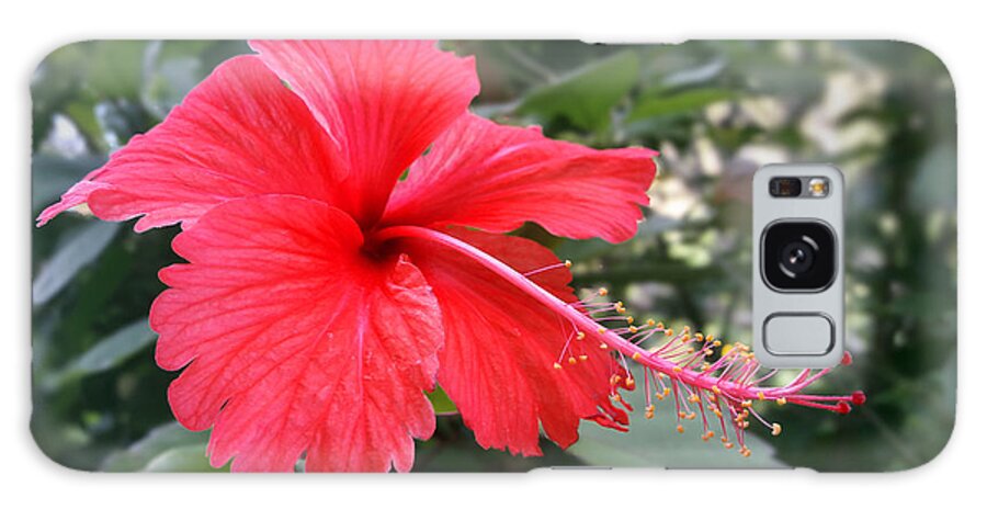 Hibiscus Galaxy Case featuring the photograph Red-Tailed Flower Portrait by Steven Robiner