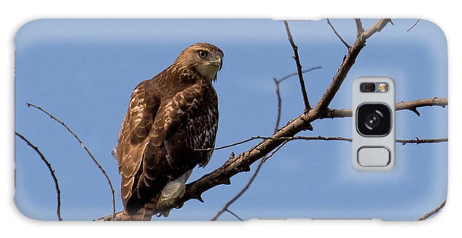 Birds Galaxy Case featuring the photograph Red-Tailed Hawk by Phil Spitze