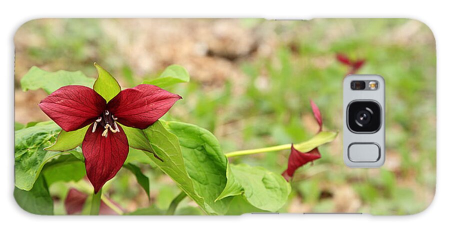  Flower Galaxy Case featuring the photograph Red Trillium - New England Wild Flower by Erin Paul Donovan