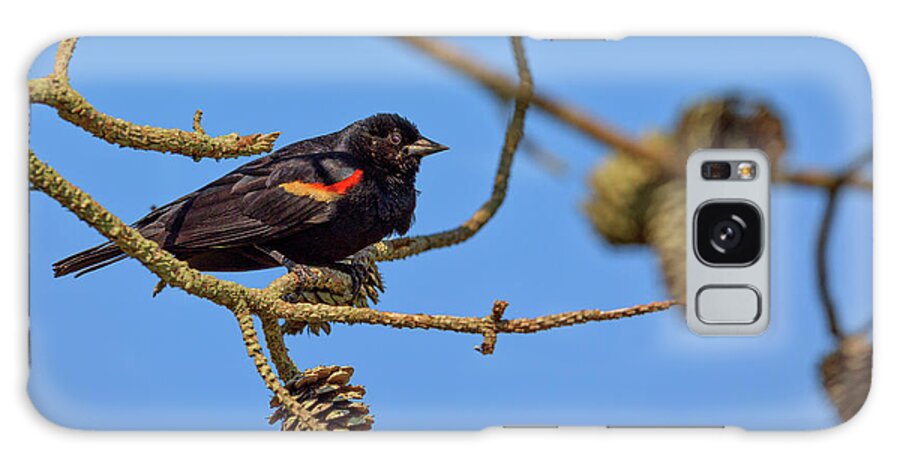 Red-winged Blackbird Galaxy Case featuring the photograph Red-Winged Blackbird by Rick Berk