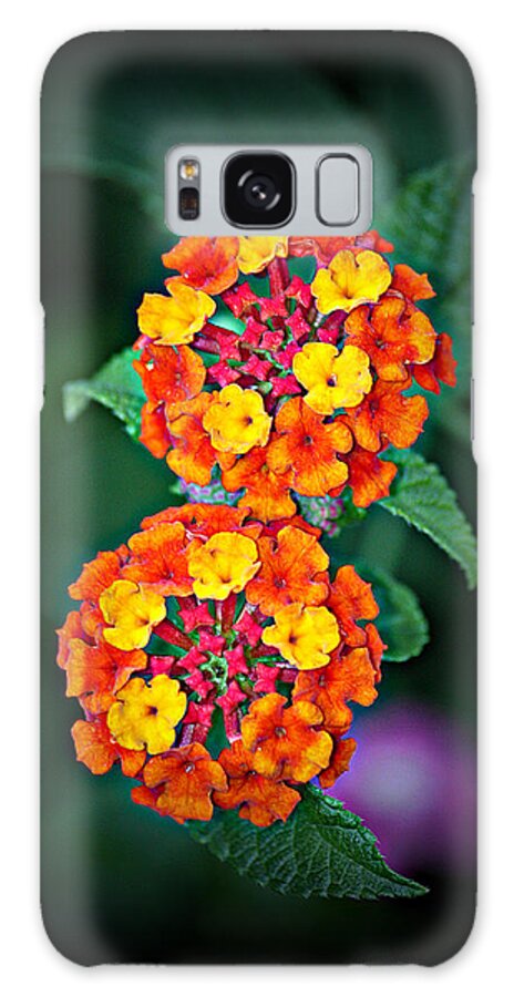 Lantana Galaxy Case featuring the photograph Red Yellow and Orange Lantana by KayeCee Spain