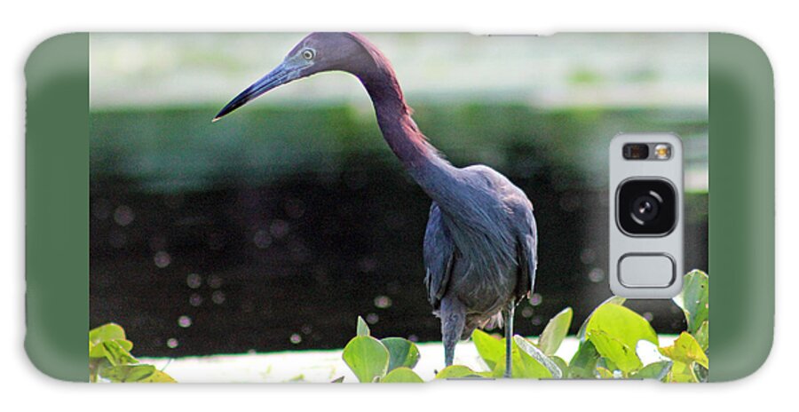 Bird Galaxy Case featuring the photograph Reddish Egret by DB Hayes