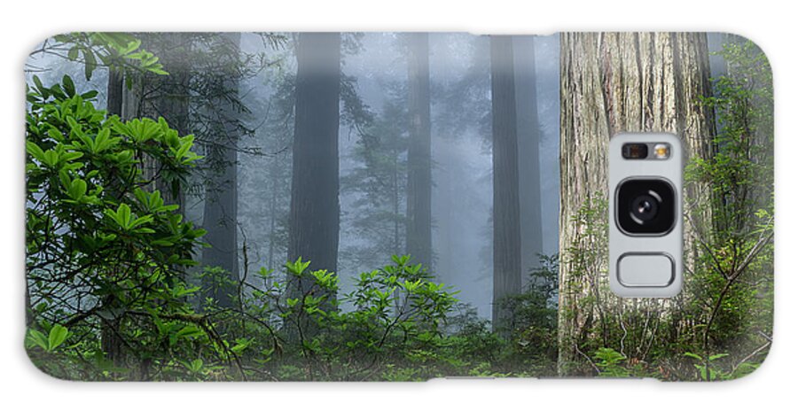 Redwoods Galaxy Case featuring the photograph Redwoods in Blue Fog by Greg Nyquist