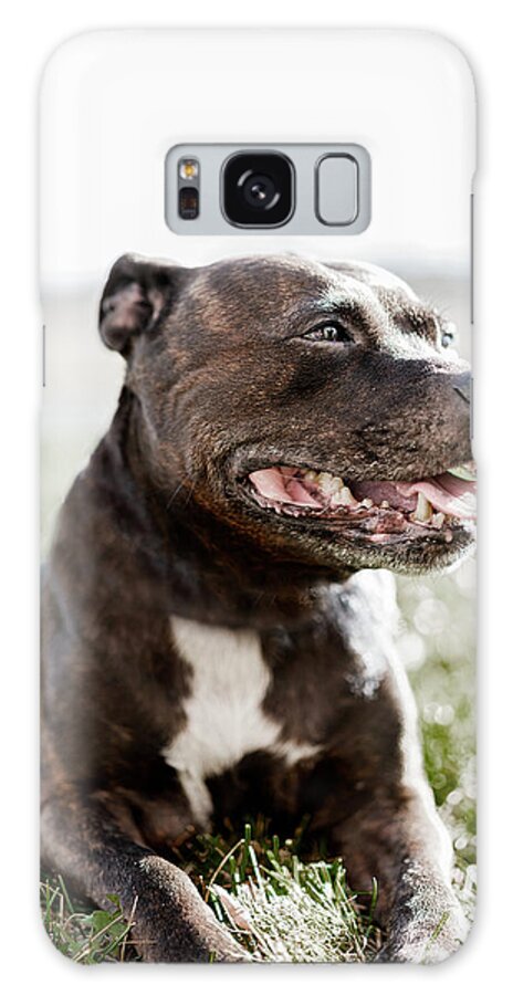 Staffy Galaxy Case featuring the photograph Reflecting On Life by Rob Giannese