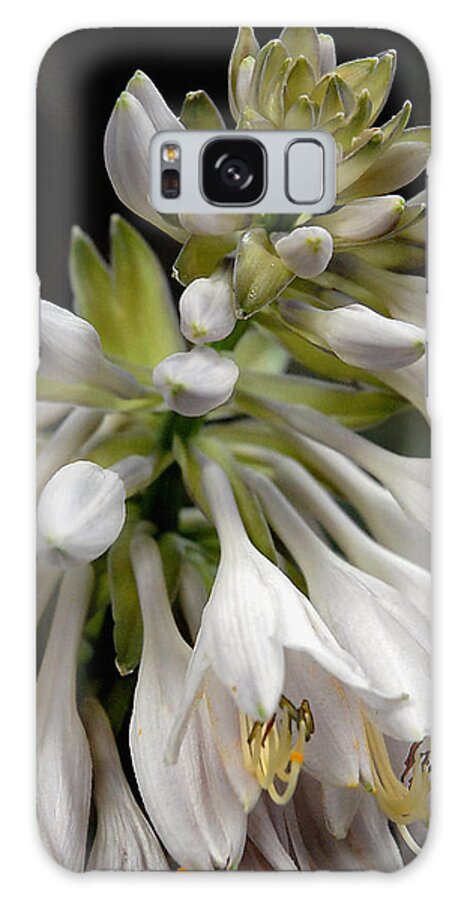 Hosta Galaxy Case featuring the photograph Renaissance Lily by Marie Hicks