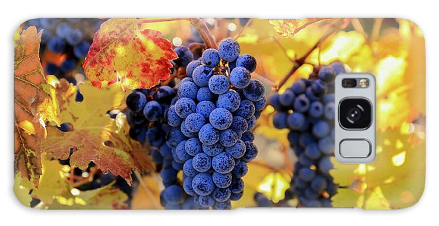 Rich Fall Colors With Grapes Galaxy Case featuring the photograph Rich fall colors with grapes by Lynn Hopwood