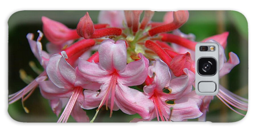 Wild Azalea Galaxy Case featuring the photograph Rich Pink Blossoms by Barbara Bowen