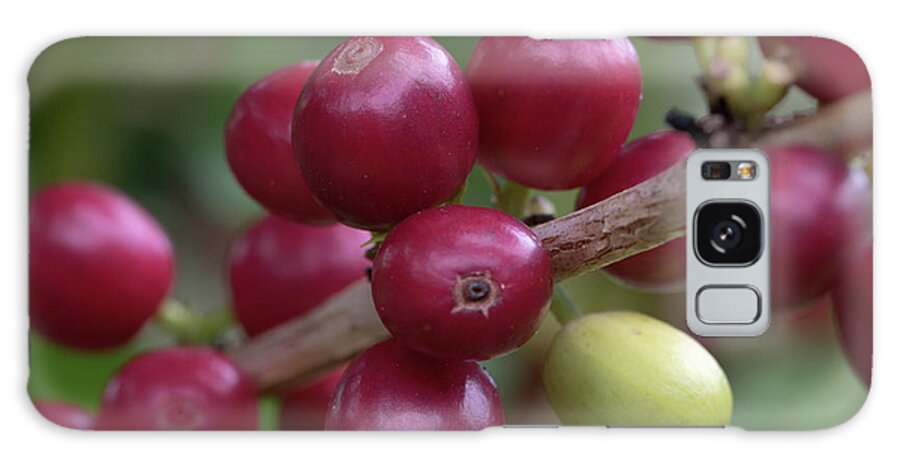 Kona Coffee Cherries Galaxy Case featuring the photograph Ripe Kona Coffee Cherries by Susan Rissi Tregoning