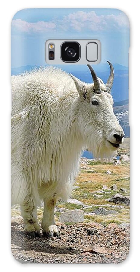 Mountain Goat Galaxy Case featuring the photograph Roadside Mountain Goat by Connor Beekman