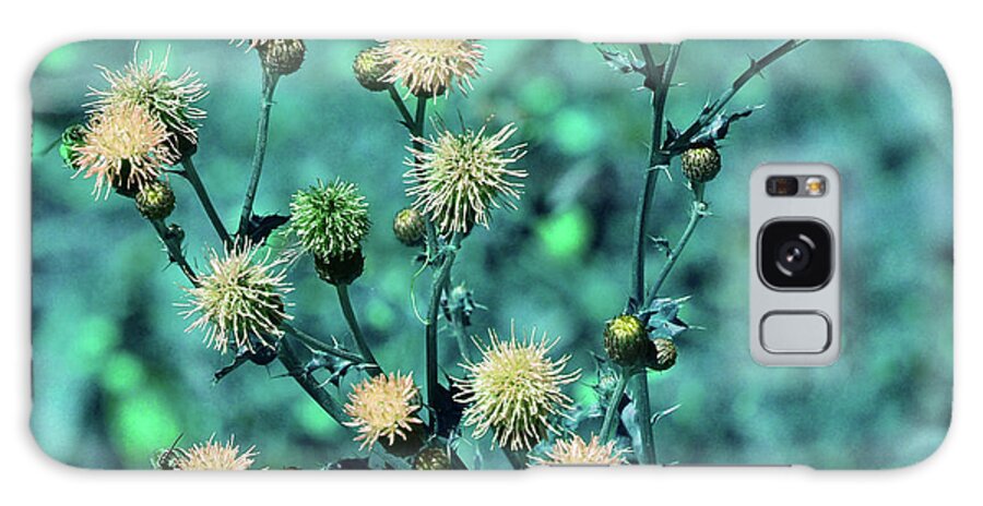 Thistles Galaxy S8 Case featuring the photograph Roadside Thistles by Bonnie Bruno