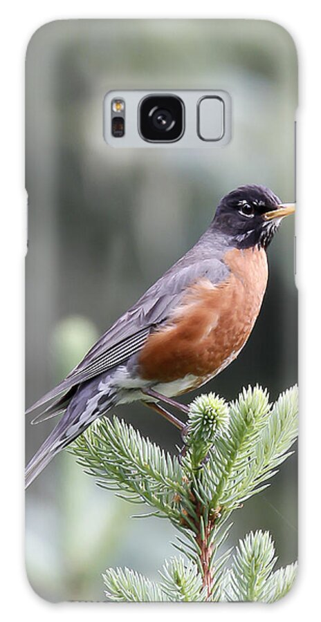 Birds Galaxy Case featuring the photograph Robin in the Spruces by Jim E Johnson