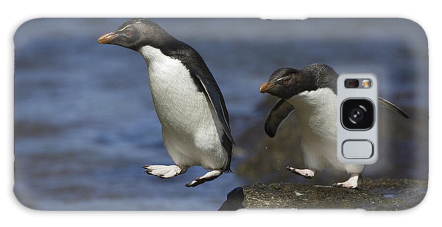 00761896 Galaxy Case featuring the photograph Rockhopper Penguins Hopping by Suzi Eszterhas