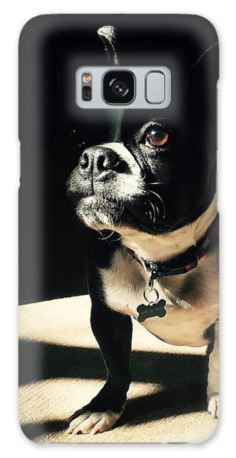Boston Terrier Galaxy Case featuring the photograph Rocky by Sharon Jones