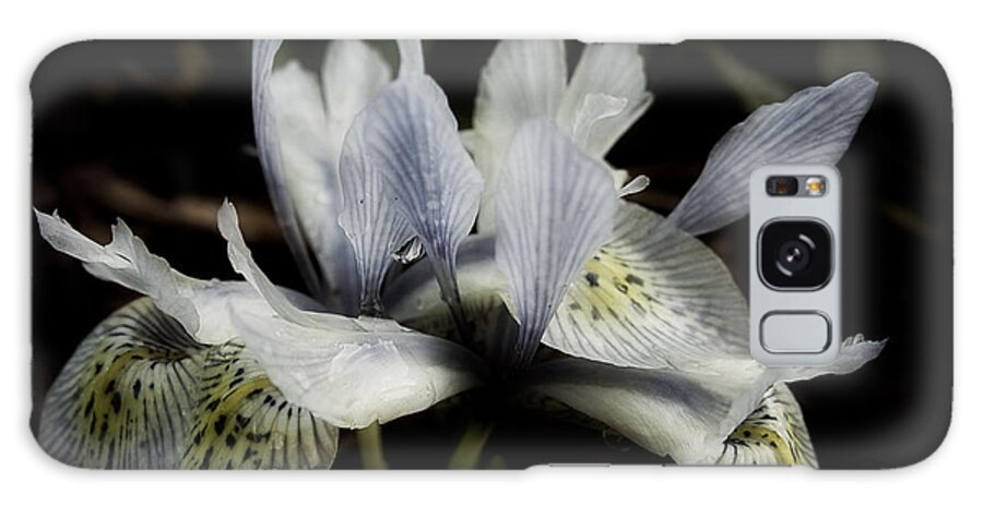 Iris 'katharine Hodgkin' Galaxy Case featuring the photograph Romantic Dwarf Iris by Richard Cummings