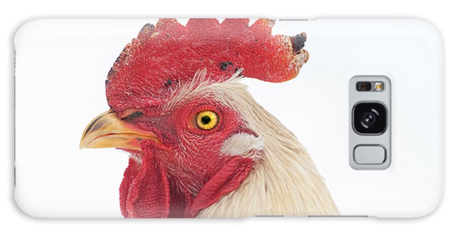 Chicken Galaxy S8 Case featuring the photograph Rooster Named Spot by Troy Stapek