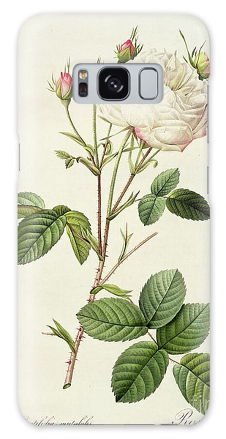 Rosa Galaxy Case featuring the drawing Rosa Centifolia Mutabilis by Pierre Joseph Redoute