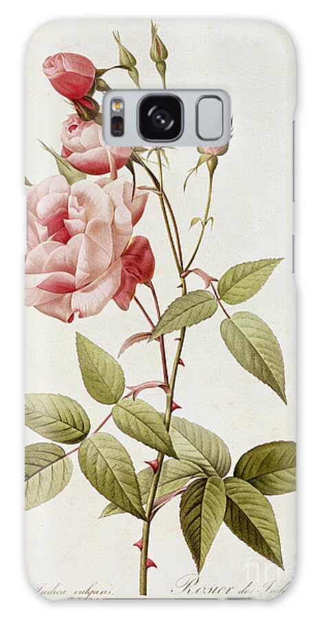 Rosa Galaxy Case featuring the painting Rosa Indica Vulgaris by Pierre Joseph Redoute
