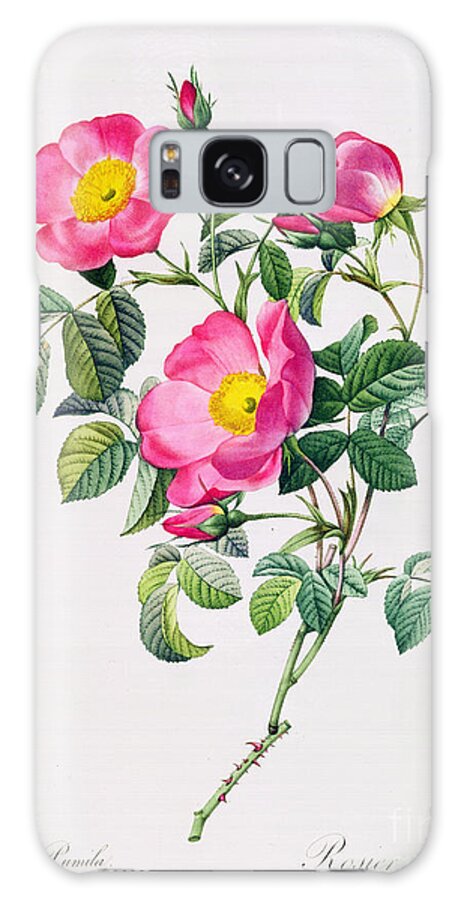 Rosa Galaxy Case featuring the drawing Rosa Lumila by Pierre Joseph Redoute