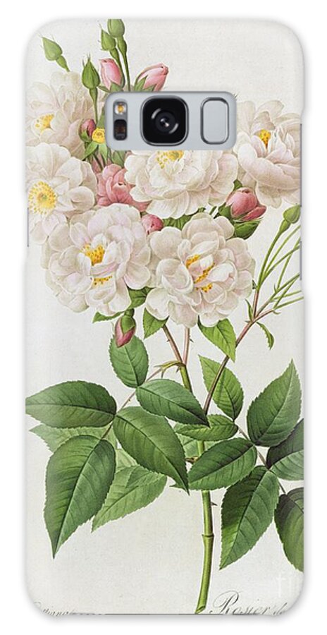 Rosa Galaxy Case featuring the painting Rosa Noisettiana by Pierre Joseph Redoute