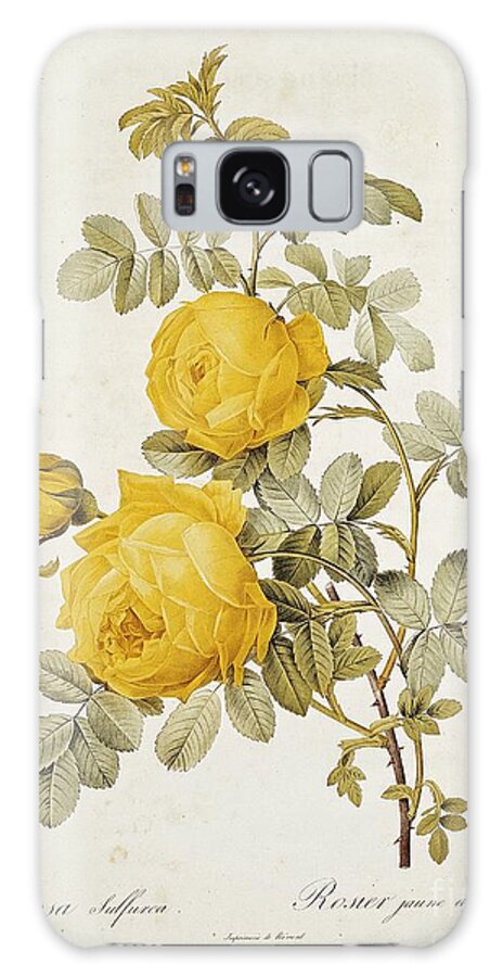 Rosa Galaxy Case featuring the drawing Rosa Sulfurea by Pierre Redoute