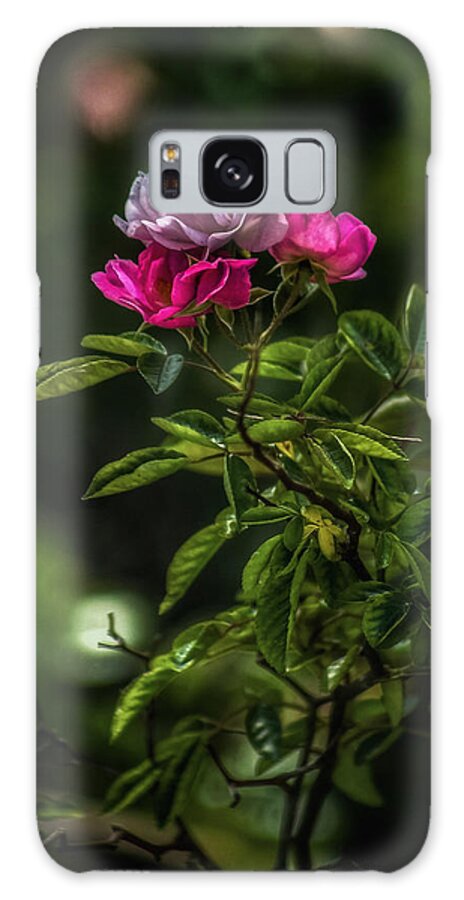 Flower Galaxy Case featuring the photograph Rose Garden by Brenda Wilcox aka Wildeyed n Wicked
