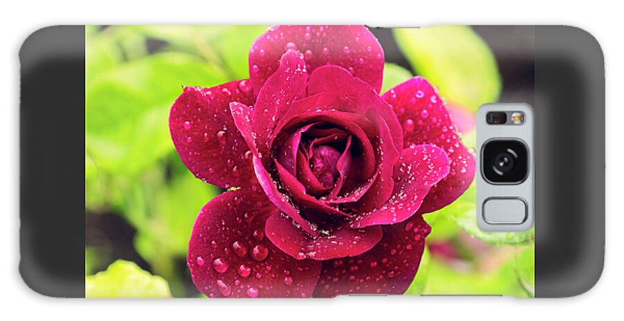 Rose Galaxy Case featuring the photograph Rose in the Rain by Catherine Reading