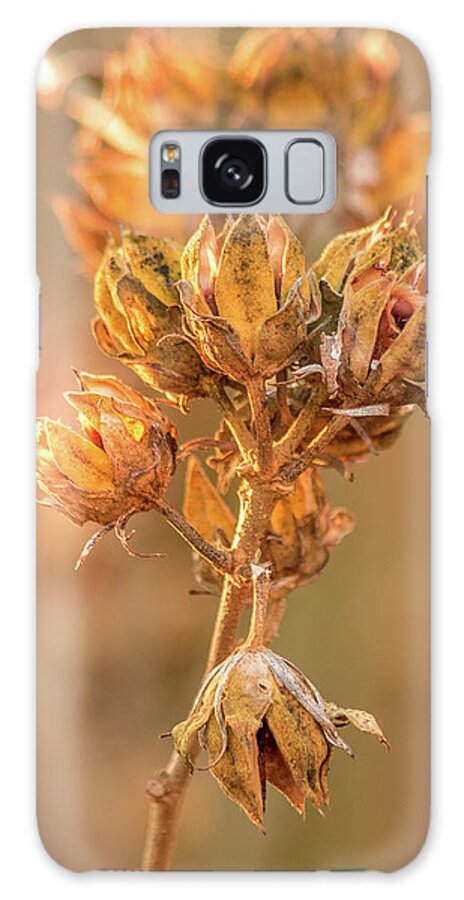 Rose Galaxy S8 Case featuring the photograph Rose of Sharon in Winter by Allin Sorenson