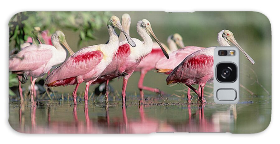 00171421 Galaxy Case featuring the photograph Roseate Spoonbill Flock Wading In Pond by Tim Fitzharris