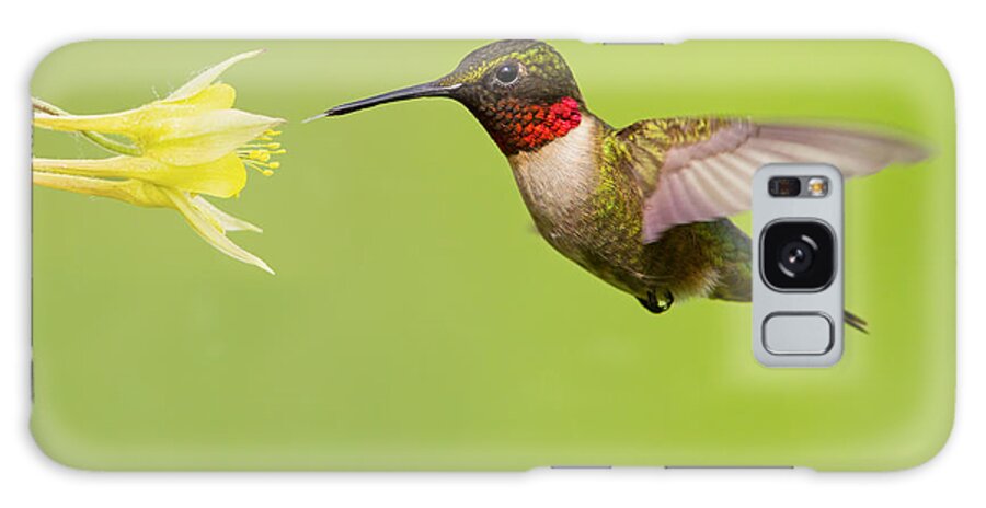 Ruby Galaxy Case featuring the photograph Ruby-Throated Hummingbird by Mircea Costina Photography