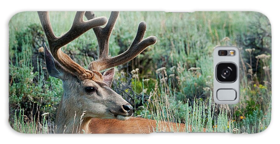 Mule Deer Galaxy Case featuring the photograph Sage and Velvet by Bon and Jim Fillpot