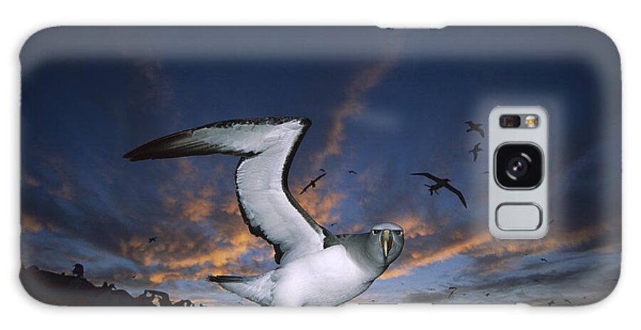 00143356 Galaxy Case featuring the photograph Salvins Albatross at Sunset by Tui De Roy