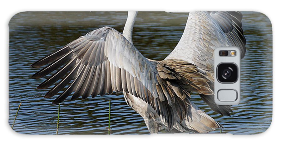 Sandhill Crane Galaxy Case featuring the photograph Sandhill Crane Wingstretch by Larry Nieland