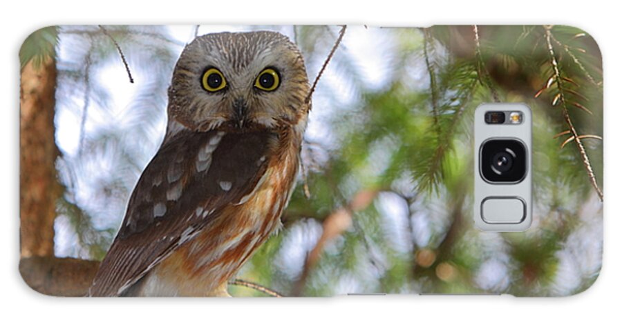 Owl Galaxy S8 Case featuring the photograph Saw-whet Owl by Bruce J Robinson