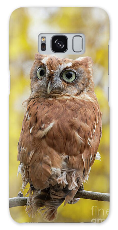Screech Owl Galaxy S8 Case featuring the photograph Screech Owl 1 by Chris Scroggins