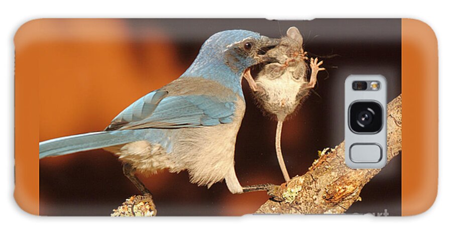 Autumn Galaxy Case featuring the photograph Scrub Jay With Jumping Mouse In Grasp by Max Allen